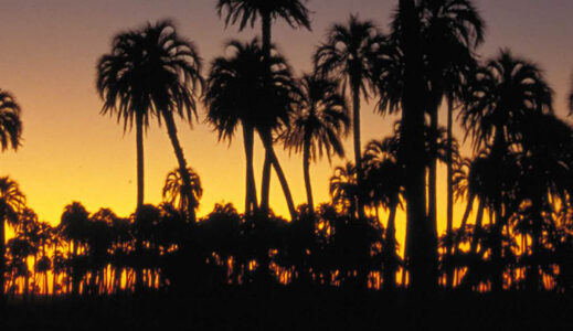 Parque Nacional el Palmar